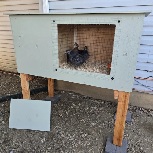 Small Brooder Box Build Plans