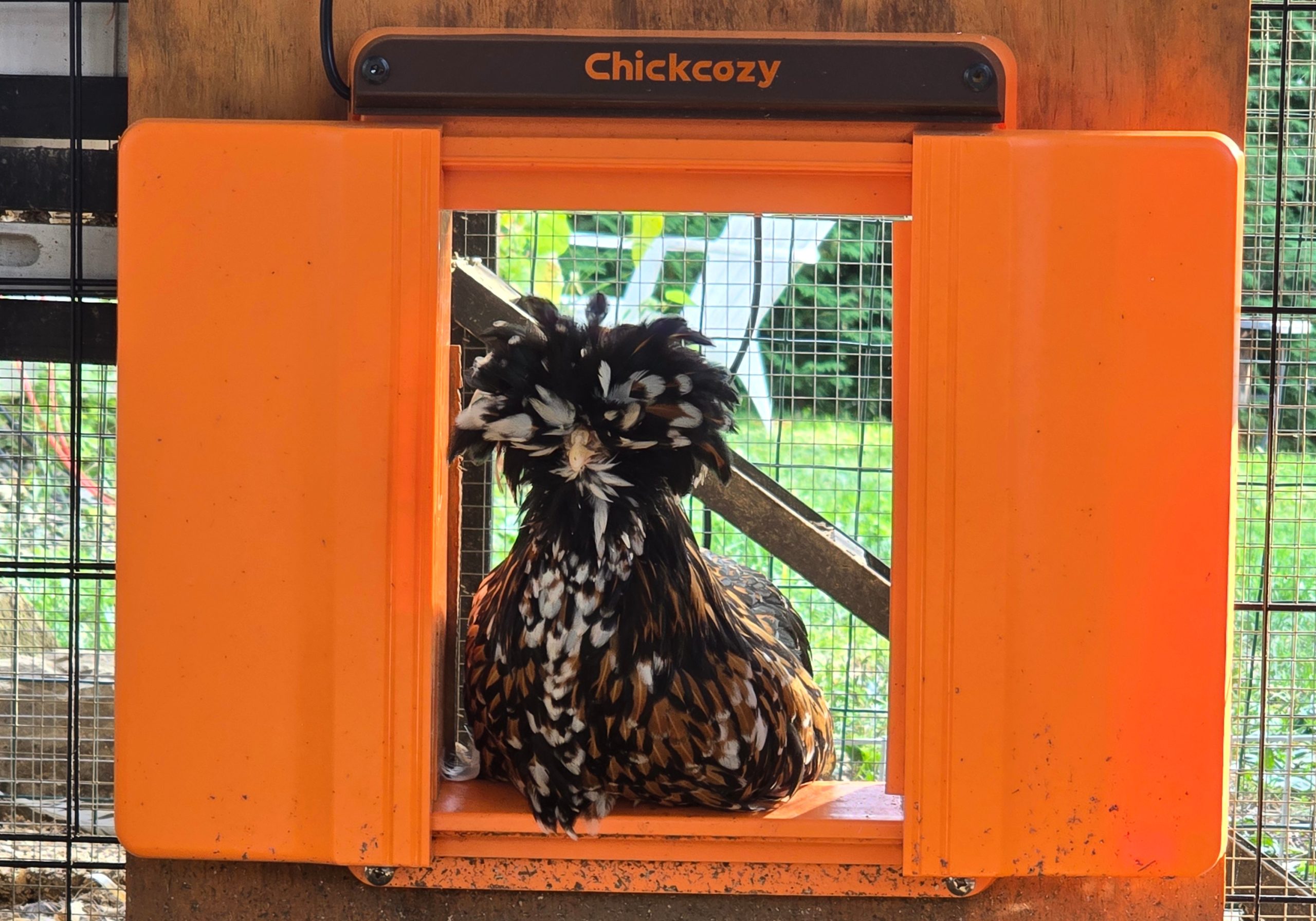 Chickcozy Solar Automatic Chicken Coop Door