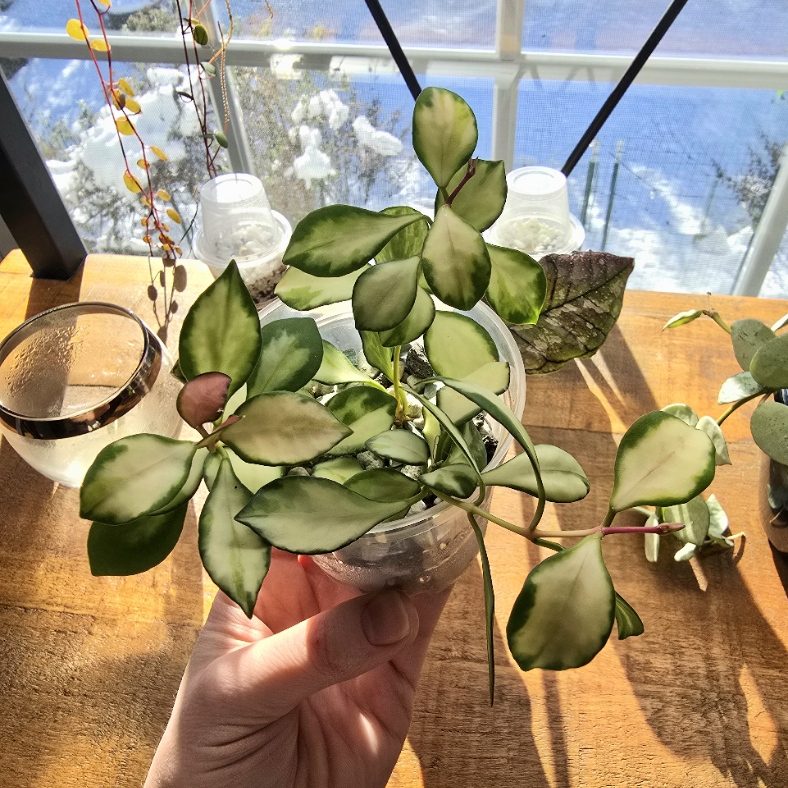 Easy Lechuza Pon Mix Recipe