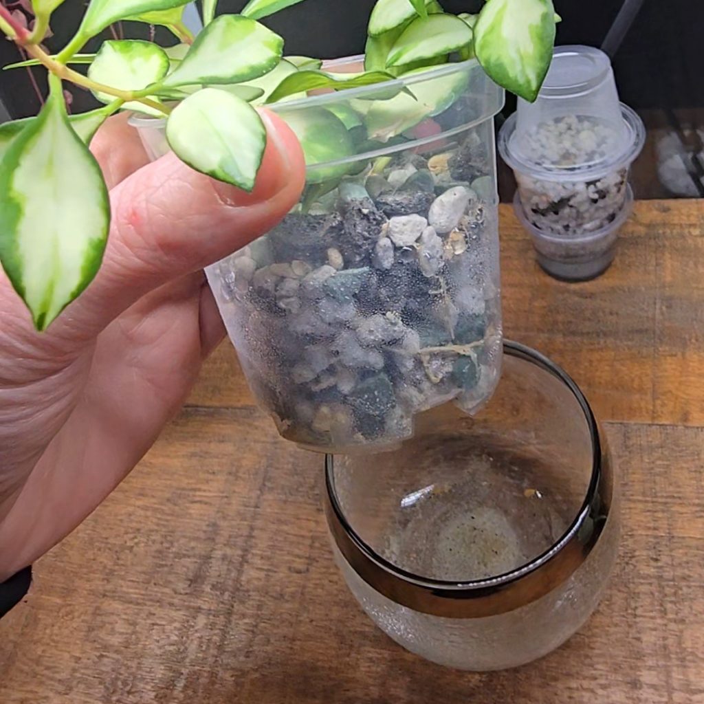 Easy Lechuza Pon Mix Recipe